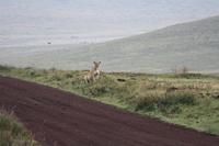 Löwen-Weibchen im Ngorongoro Crater