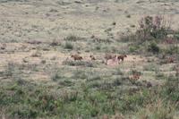 Löwen-Familie im Ngorongoro Crater