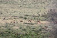 Löwen-Familie im Ngorongoro Crater