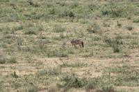 Schakal im Ngorongoro Crater