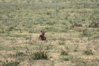 Hyäne und Schakal im Ngorongoro Crater
