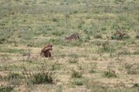 Hyäne und Schakal im Ngorongoro Crater
