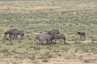 Zebras im Ngorongoro Crater
