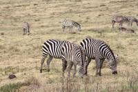Zebras im Ngorongoro Crater