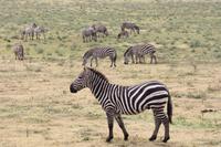Zebras im Ngorongoro Crater
