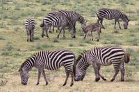 Zebras im Ngorongoro Crater