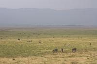 Zebras im Ngorongoro Crater