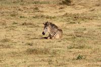 Jung-Zebra im Ngorongoro Crater