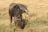 Gnu und Zebra im Ngorongoro Crater