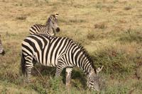 Zebras im Ngorongoro Crater