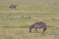 Zebras und Kronenkraniche im Ngorongoro Crater