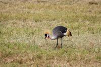 Kronenkraniche im Ngorongoro Crater