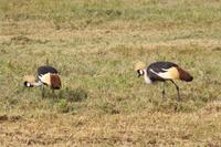 Kronenkraniche im Ngorongoro Crater