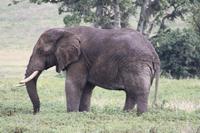 Elefant im Ngorongoro Crater