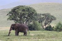Elefant im Ngorongoro Crater