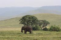 Elefant im Ngorongoro Crater