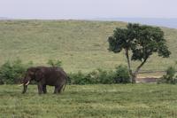 Elefant im Ngorongoro Crater