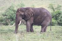 Elefant im Ngorongoro Crater
