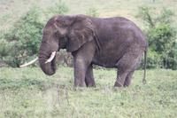 Elefant im Ngorongoro Crater
