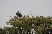 Geier im Ngorongoro Crater