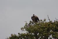 Geier im Ngorongoro Crater