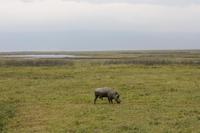 Warzenschwein im Ngorongoro Crater