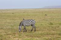 Zebra im Ngorongoro Crater