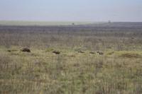 Hyänen-Familie im Ngorongoro Crater