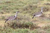 Riesentrappen im Ngorongoro Crater