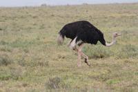 Strauß im Ngorongoro Crater