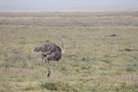 Strauß im Ngorongoro Crater