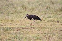 Im Ngorongoro Crater