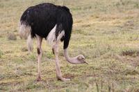 Strauß im Ngorongoro Crater