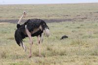 Strauß im Ngorongoro Crater