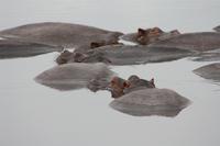 Hippo-Pool im Ngorongoro Crater