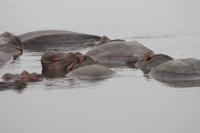 Hippo-Pool im Ngorongoro Crater
