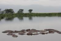 Hippo-Pool im Ngorongoro Crater