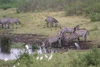 Im Ngorongoro Crater