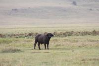 Büffel im Ngorongoro Crater