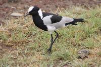 Schwarzhals-Stelze im Ngorongoro Crater