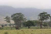 Elefant im Ngorongoro Crater