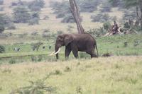 Elefant im Ngorongoro Crater