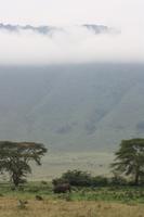 Elefant im Ngorongoro Crater