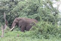 Elefant im Ngorongoro Crater