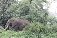 Elefant im Ngorongoro Crater