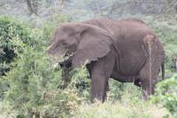 Im Ngorongoro Crater