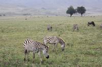 Zebras im Ngorongoro Crater