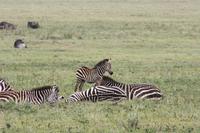 Zebras im Ngorongoro Crater