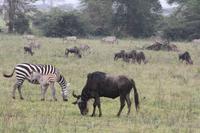 Im Ngorongoro Crater