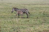 Zebras im Ngorongoro Crater